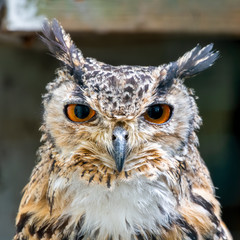 Eurasian Eagle Owl Portrait
