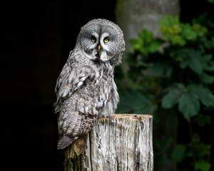 Great Grey Owl Perched on a Log