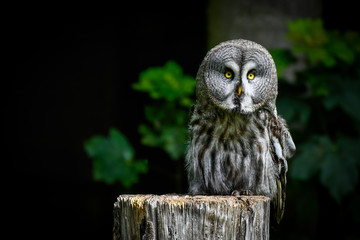Great Grey Owl Perched on a Log