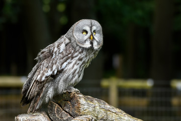 Great Grey Owl Perched on a Log