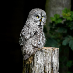 Great Grey Owl Perched on a Log
