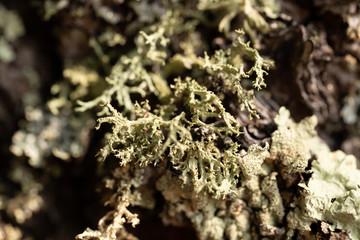 Closeup of pale green lichen