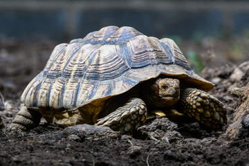 Old Large African Spurred Tortoise