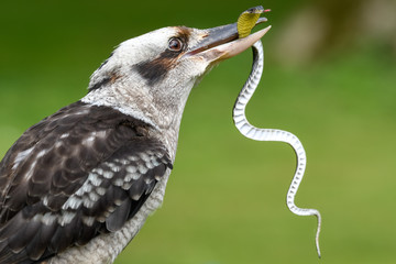 Laughing Kookaburra Killing a Plastic Snake