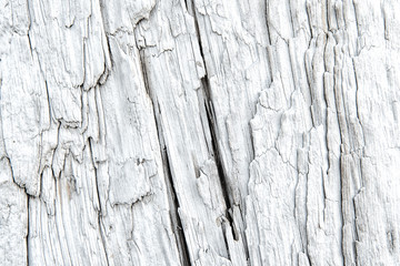 Texture of a driftwood with deep longitudinal cracks