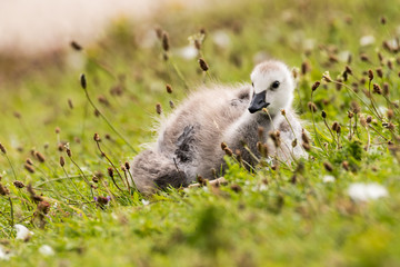Young Barnacle Goose Resting in Grass