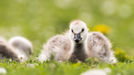 Young Barnacle Goose Resting in Grass