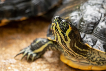 Fototapeta premium Cumberland Slider With its Head Raised Upwards