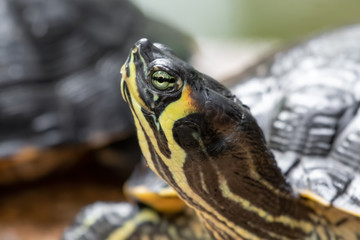 Cumberland Slider With its Head Raised Upwards