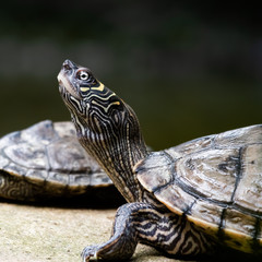 Cumberland Slider With its Head Raised Upwards