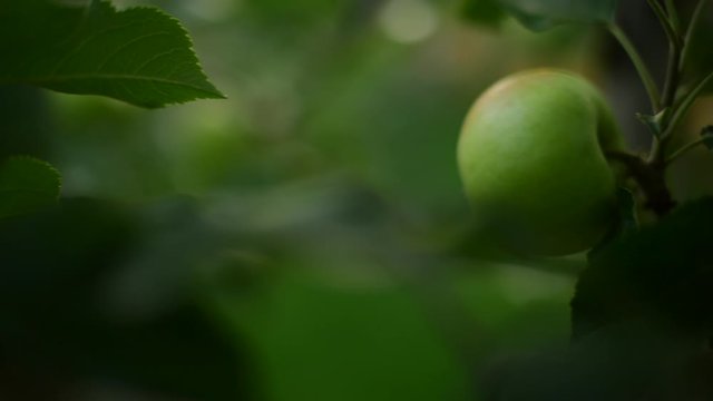 A green apple grows on apple tree with green leaves. Fresh apple fruit in summer ready to pick. 