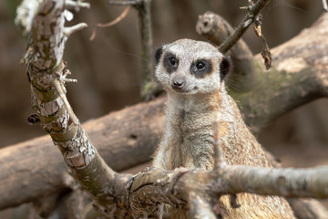 Meerkat Looking Out from Tree branches