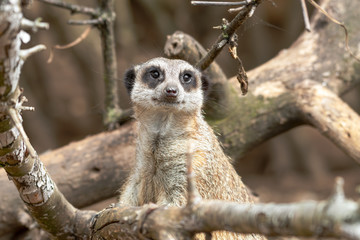 Fototapeta premium Meerkat Looking Out from Tree branches
