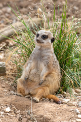 Meerkat Resting Against Tall Grass