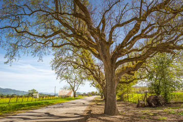 Obraz premium American tradicional landscape in countryside Napa Valley, Sonoma, EUA