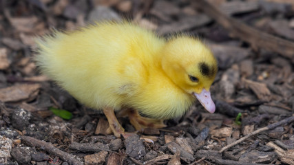 Bright Yellow Newborn Muscovy Duck