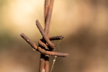 Closeup of a rusty barb on barbed wire