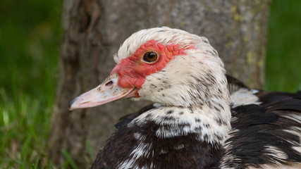 Close Up Side View Adult Muscovy Duck