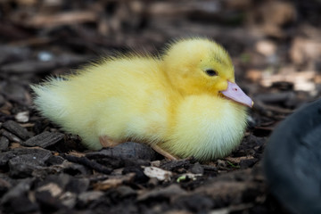 Bright Yellow Newborn Muscovy Duck