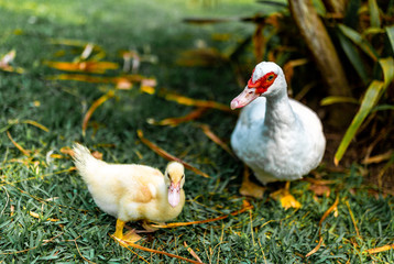 white duck and yellow duckling in the grass