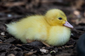 Bright Yellow Newborn Muscovy Duck