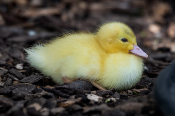Bright Yellow Newborn Muscovy Duck