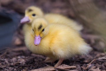 Bright Yellow Newborn Muscovy Duck