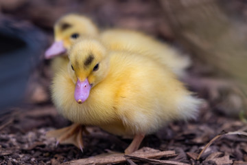 Bright Yellow Newborn Muscovy Duck
