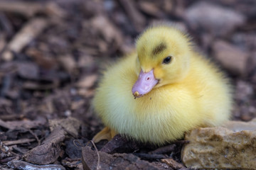 Bright Yellow Newborn Muscovy Duck