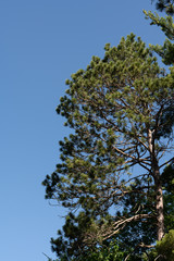 Green pine tree branches isolated against blue sky