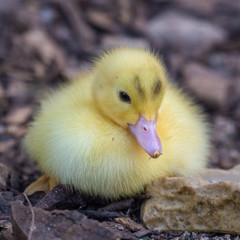 Bright Yellow Newborn Muscovy Duck