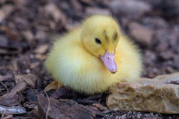 Bright Yellow Newborn Muscovy Duck