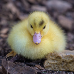 Bright Yellow Newborn Muscovy Duck