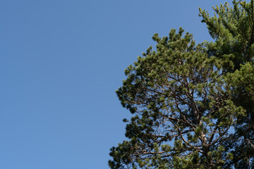 Green pine tree branches isolated against blue sky