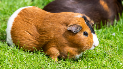 Friendly Guinea Pig Playing on Grass