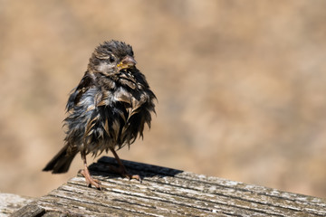 Wet Sparrow Drying in the Sun