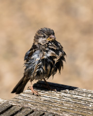Wet Sparrow Drying in the Sun