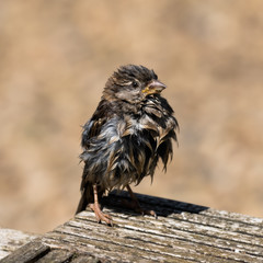Wet Sparrow Drying in the Sun