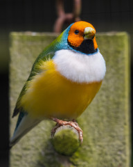 Gouldians Finch Perched on a Feeder
