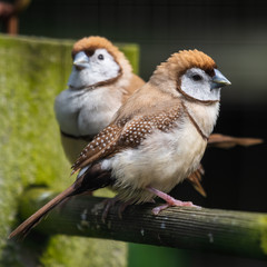 Double Barred Finch Perched on a Feeder