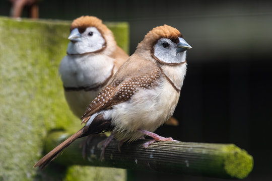 Double Barred Finch Perched On A Feeder