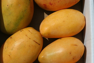 Mango