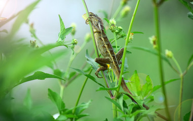 Oriental garden lizard (Calotes versicolor) - Garden lizards are relaxing on tree branches, camouflage garden lizards. Close up chameleon details.