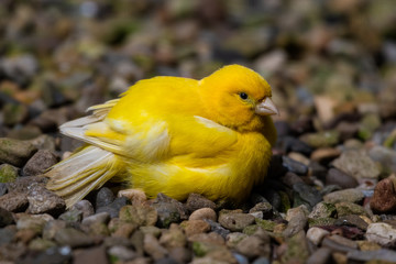 Yellow Canary Resting on the Ground