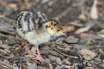 New Born Turkey Walking on the Grond