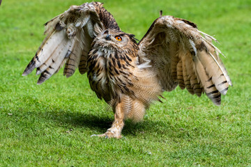 Young Bengal Eagle Owl Walking on Grass