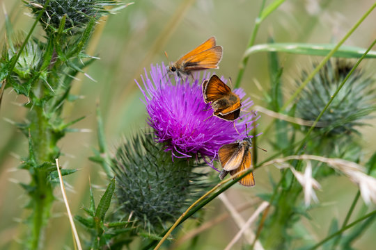 Esses Skipper on a Bright Purple Thistle