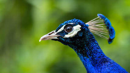 Close up Head Portrait Male Peacock