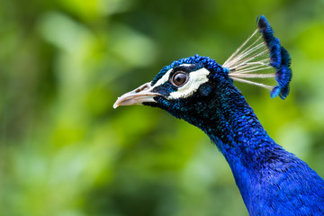 Naklejka premium Close up Head Portrait Male Peacock
