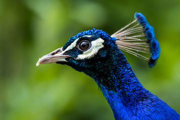 Close up Head Portrait Male Peacock